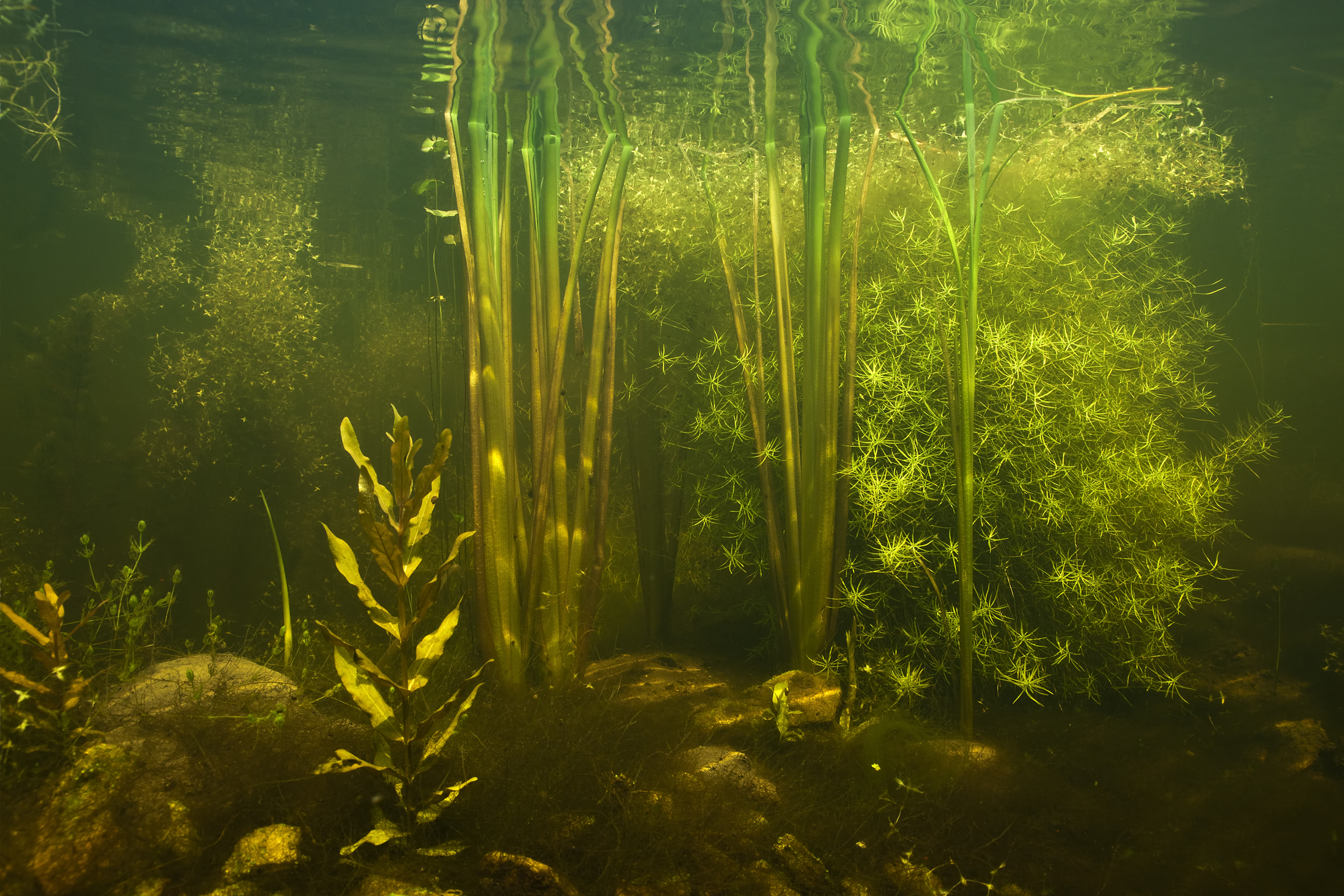Een sloot met waterplanten lijkt net een aquarium. (foto: Willem Kolvoort)